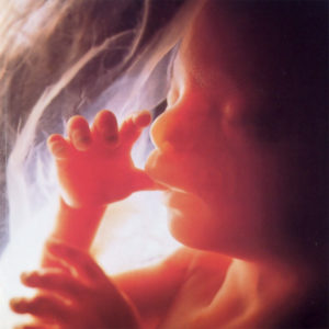 Baby in the Womb